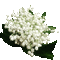 muguet lily of the valley  gif
