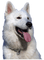 Dog - PNG gratuit GIF animé