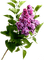 Fleurs - δωρεάν png κινούμενο GIF