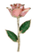 Rose Bud Glass - besplatni png animirani GIF