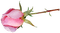 Rose Pink Yellow Flower - Bogusia