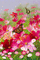 multicolore image papillon fleurs printemps edited by me - GIF animé gratuit GIF animé