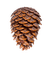 Pine Cone - png gratis GIF animasi