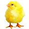 Animated Baby Chick