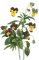 kikkapink vintage flowers deco spring summer - gratis png animeret GIF