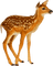 Deer.Brown.White - безплатен png анимиран GIF