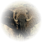 Kaz_Creations Elephants Elephant - безплатен png анимиран GIF