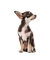 Chihuahua - png ฟรี GIF แบบเคลื่อนไหว