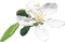 Kaz_Creations Flowers Fleurs - besplatni png animirani GIF