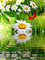 image encre animé effet papillon fleurs edited by me - Kostenlose animierte GIFs Animiertes GIF