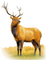 BAMBI - 免费PNG 动画 GIF