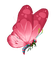 schmetterling milla1959 - Free PNG Animated GIF