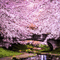 Cherry Blossom Background - GIF animé gratuit GIF animé