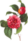 flower   Bb2 - δωρεάν png κινούμενο GIF