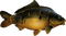 poisson - besplatni png animirani GIF