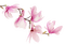 Magnolia Branch - бесплатно png анимированный гифка