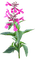 flower, fleur, kukka - png gratis GIF animado