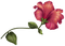 Kaz_Creations Flowers Flower - bezmaksas png animēts GIF