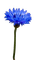 fleur bleuet - png grátis Gif Animado