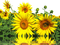 sunflowers bp - kostenlos png Animiertes GIF