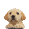 Labrador Yes - GIF animate gratis GIF animata