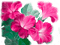 Y.A.M._Fantasy Summer flowers - nemokama png animuotas GIF