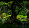 animated forest green trees background - Zdarma animovaný GIF animovaný GIF