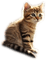 Cat - безплатен png анимиран GIF