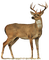 Kaz_Creations Deer