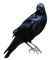 Birds - ilmainen png animoitu GIF