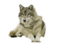 le loup - 免费PNG 动画 GIF