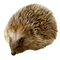igelkott-djur---hedgehog-animal - Free PNG Animated GIF