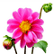 flower pink by nataliplus - PNG gratuit GIF animé
