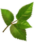 Kaz_Creations Deco Leaves Leafs  Colours - Free PNG Animated GIF