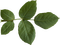 leaves anastasia - png gratis GIF animado