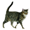cat - PNG gratuit GIF animé