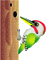 woodpecker - GIF animé gratuit GIF animé