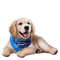 hund-dog-cane - png gratis GIF animado