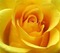 rose jaune - gratis png geanimeerde GIF