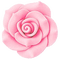 Rose fleur pink flower rose nature