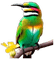 nbl-bird - GIF animé gratuit