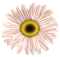 Tube Scrap-Décoration Fleur - gratis png animerad GIF