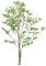 green tree sunshine3 - Free PNG Animated GIF