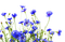 kikkapink deco blue flowers spring summer - PNG gratuit GIF animé
