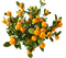 Arbre Fruitier......Mandarine - безплатен png анимиран GIF