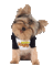 Dog Puppy Chien - Darmowy animowany GIF animowany gif