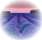 lavender field - gratis png animeret GIF