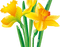 narcissus Bb2 - kostenlos png Animiertes GIF