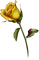 Flowers yellow rose bp - gratis png animerad GIF