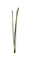 dolceluna seaweed deco - ilmainen png animoitu GIF